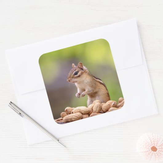 Chipmunk met pinda's vierkante sticker (Envelop)