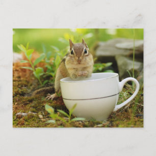 Chipmunk met Teacup Briefkaart