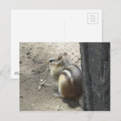 Chipmunk Midland Ontario Briefkaart (Voorkant / Achterkant)