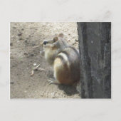 Chipmunk Midland Ontario Briefkaart (Voorkant)