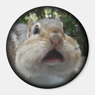 Chipmunk OMG Button. Magneet