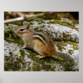 Chipmunk on Patrol Poster (Voorkant)