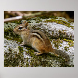 Chipmunk on Patrol Poster