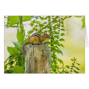 Chipmunk op een Fence Post