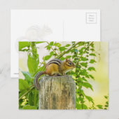 Chipmunk op een Fence Post Briefkaart (Voorkant / Achterkant)