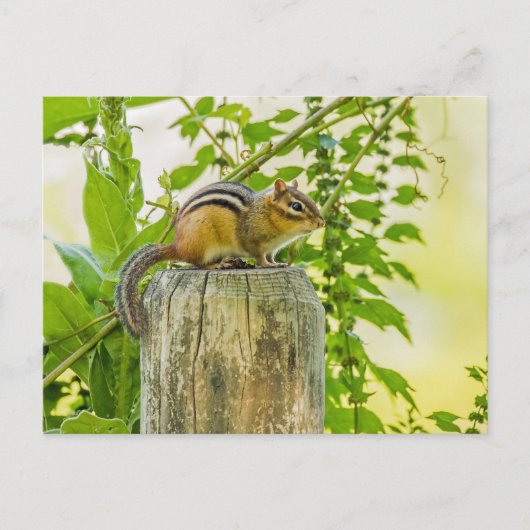 Chipmunk op een Fence Post Briefkaart (Voorkant)