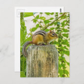 Chipmunk op een Fence Post Briefkaart (Voorkant / Achterkant)