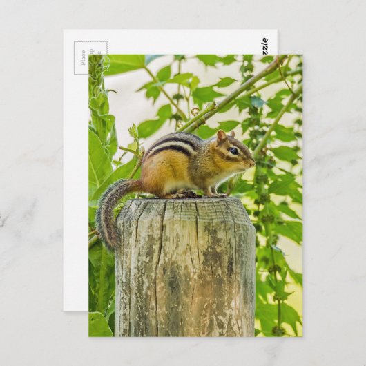 Chipmunk op een Fence Post Briefkaart (Voorkant / Achterkant)