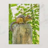 Chipmunk op een Fence Post Briefkaart (Voorkant)