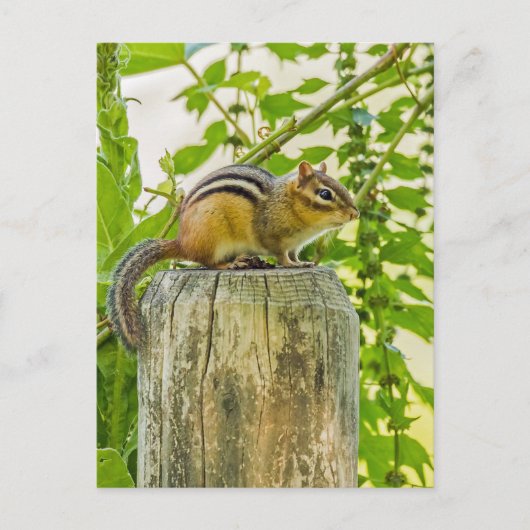 Chipmunk op een Fence Post Briefkaart (Voorkant)