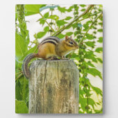 Chipmunk op een Fence Post Fotoplaat (Voorkant)