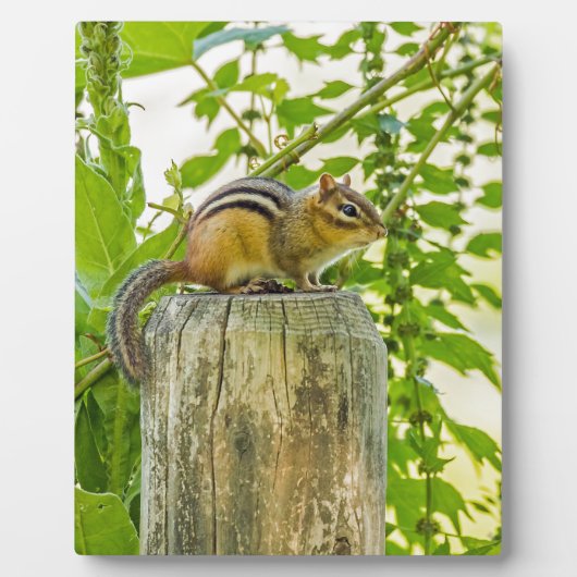Chipmunk op een Fence Post Fotoplaat (Voorkant)