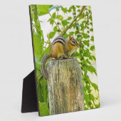 Chipmunk op een Fence Post Fotoplaat (Zijkant)