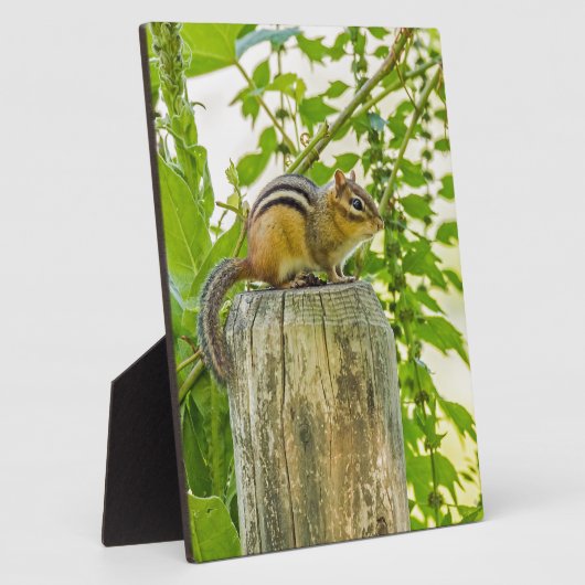 Chipmunk op een Fence Post Fotoplaat (Zijkant)