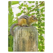 Chipmunk op een Fence Post Klembord (Achterkant)
