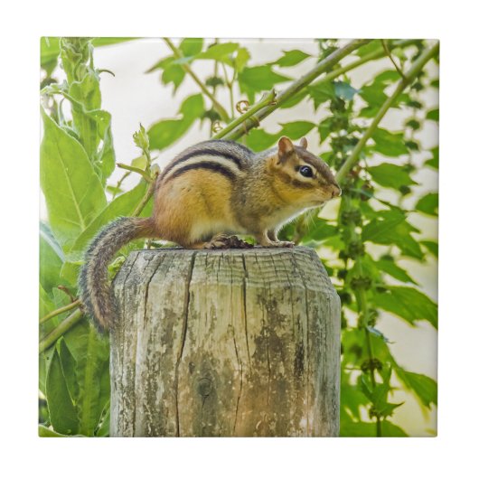 Chipmunk op een Fence Post Tegeltje (Voorkant)