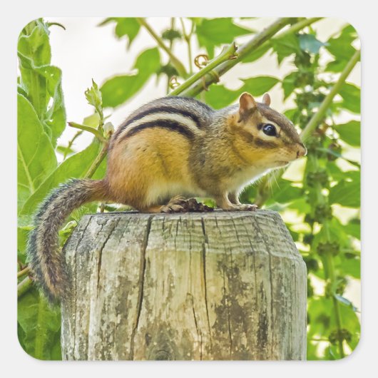 Chipmunk op een Fence Post Vierkante Sticker (Voorkant)