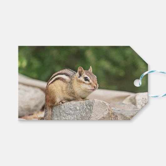 Chipmunk op een rots cadeaulabel (Voorkant (Horizontaal))