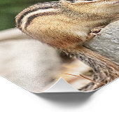 Chipmunk op een rots foto afdruk (Hoek)