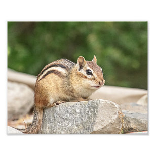 Chipmunk op een rots foto afdruk