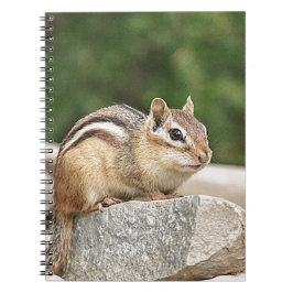 Chipmunk op een rots notitieboek