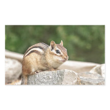 Chipmunk op een rots