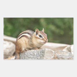 Chipmunk op een rots rechthoekige sticker