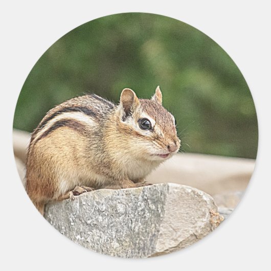 Chipmunk op een rots ronde sticker (Voorkant)