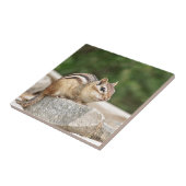 Chipmunk op een rots tegeltje (Zijkant)