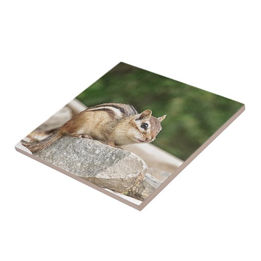 Chipmunk op een rots tegeltje (Zijkant)