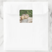 Chipmunk op een rots vierkante sticker (Tas)