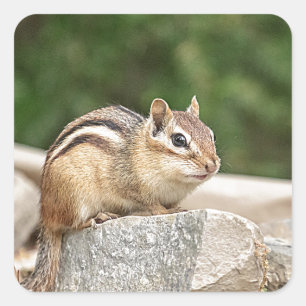 Chipmunk op een rots vierkante sticker