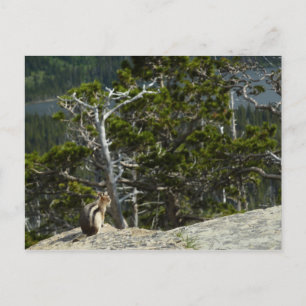 Chipmunk op Two Medicine Lake Overlook Briefkaart