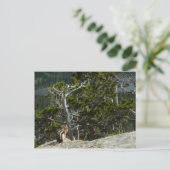 Chipmunk op Two Medicine Lake Overlook Briefkaart (Staand voorkant)