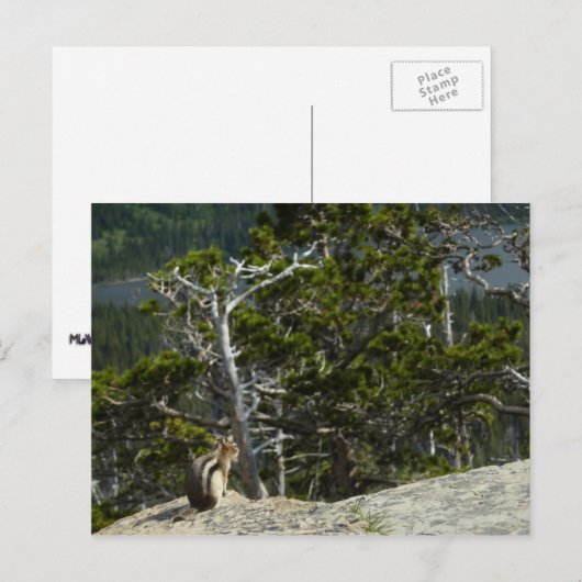 Chipmunk op Two Medicine Lake Overlook Briefkaart (Voorkant / Achterkant)