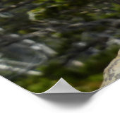 Chipmunk op Two Medicine Lake Overlook Poster (Hoek)