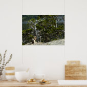 Chipmunk op Two Medicine Lake Overlook Poster (Keuken)