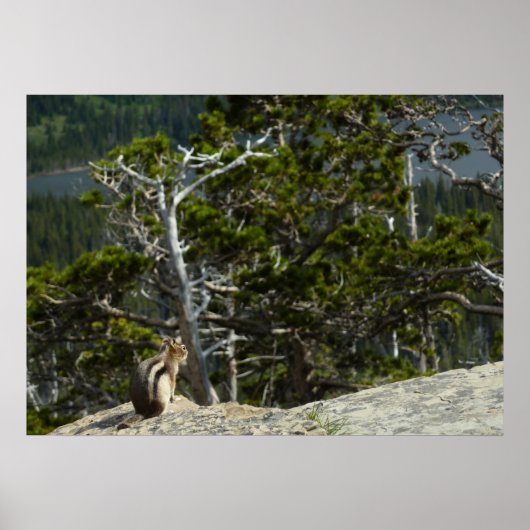 Chipmunk op Two Medicine Lake Overlook Poster (Voorkant)