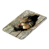 Chipmunk Peeking Out Magneet (Linkerzijde)