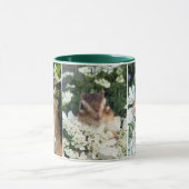 Chipmunk photo　(30-19) mok (Midden)