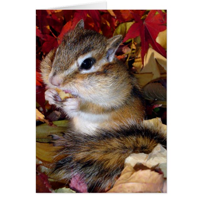 Chipmunk (photo) , Autumn (Voorkant)