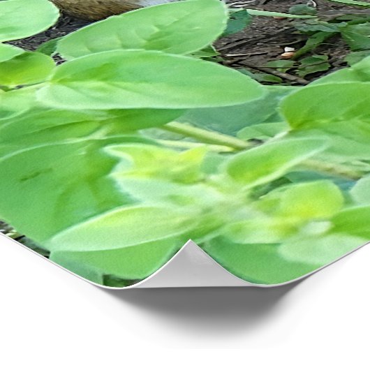 Chipmunk Photo In The Garden Eating Seeds  Poster (Hoek)