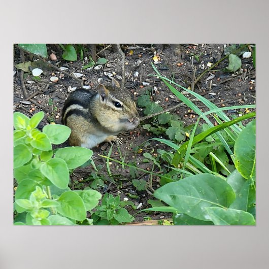 Chipmunk Photo In The Garden Eating Seeds  Poster (Voorkant)