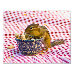 Chipmunk Picnic Foto Afdruk