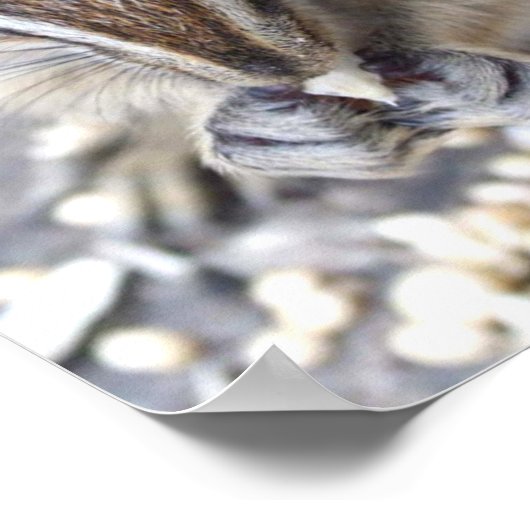 Chipmunk Poster (Hoek)