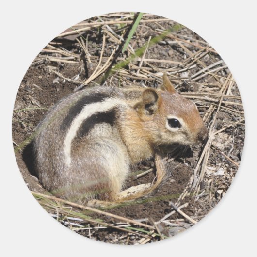 Chipmunk Ronde Sticker (Voorkant)