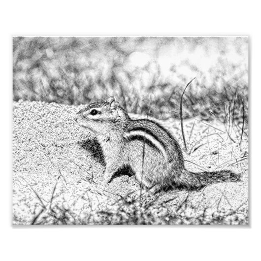 Chipmunk Sketch Foto Afdruk (Voorkant)