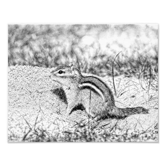 Chipmunk Sketch Foto Afdruk (Voorkant)