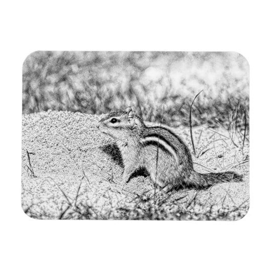 Chipmunk Sketch Magneet (Horizontaal)