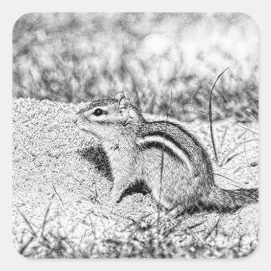 Chipmunk Sketch Vierkante Sticker (Voorkant)